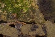 Zębiełek białawy Crocidura leucodon