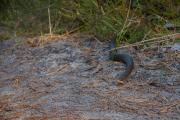 Żmija zygzakowata (Vipera berus)