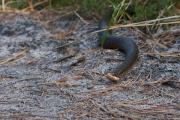 Żmija zygzakowata (Vipera berus)