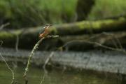 Zimorodek_Alcedo atthis_RBM0058