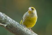 Dzwoniec (zwyczajny) (Chloris chloris)_RBM7810