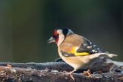 Szczygieł (Carduelis carduelis)_RBM5654