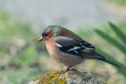 Zięba (zwyczajna) (Fringilla coelebs)_RBM5949