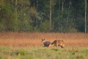 Jelenie szlachetne (Cervus elaphus)