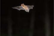 Karlik drobny_(Pipistrellus pygmaeus)