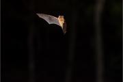 Karlik drobny_(Pipistrellus pygmaeus)