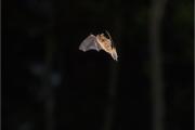 Karlik drobny_(Pipistrellus pygmaeus)