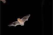Karlik drobny_(Pipistrellus pygmaeus)