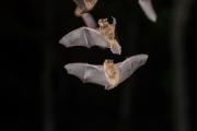 Karlik drobny_(Pipistrellus pygmaeus)