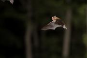 Karlik drobny_(Pipistrellus pygmaeus)