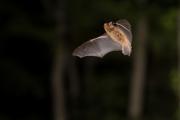Karlik drobny_(Pipistrellus pygmaeus)