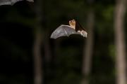 Karlik drobny_(Pipistrellus pygmaeus)