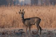 Sarna europejska (Capreolus capreolus)
