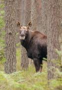 Łoś euroazjatycki (Alces alces)
