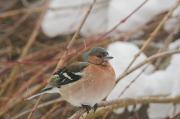 Zięba zwyczajna, (Fringilla coelebs)