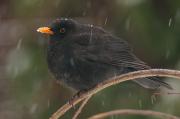 Kos zwyczajny,(Turdus merula)