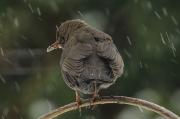 Kos zwyczajny,(Turdus merula)