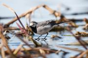 Pliszka siwa (Motacilla alba)