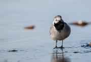 Pliszka siwa (Motacilla alba)