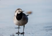 Pliszka siwa (Motacilla alba)