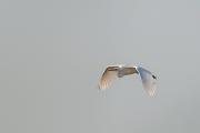 Czapla biała (Ardea alba)