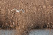 Czapla biała (Ardea alba)