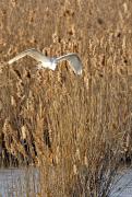 Czapla biała (Ardea alba)