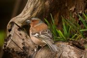 Zięba zwyczajna, zięba (Fringilla coelebs)