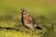 Kwiczoł (Turdus pilaris)