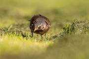 Kwiczoł, Turdus Pilaris,
