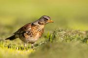 Kwiczoł, Turdus Pilaris,
