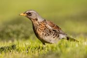 Kwiczoł, Turdus Pilaris,