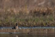 Rycyk, szlamik rycyk (Limosa limosa)