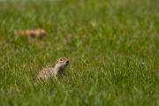 Suseł perełkowany (Spermophilus suslicus)