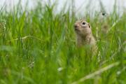 Suseł perełkowany (Spermophilus suslicus)