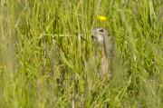 Suseł perełkowany (Spermophilus suslicus)