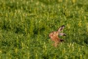Zając szarak (Lepus europaeus)