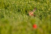 Zając szarak (Lepus europaeus)