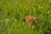 Zając szarak (Lepus europaeus)