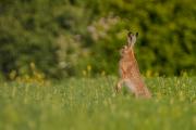 Zając szarak (Lepus europaeus)