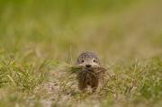 Suseł perełkowany Spermophilus suslicus