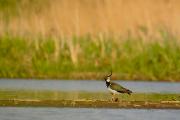 Czajka Vanellus vanellus