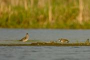 Sieweczka rzeczna Charadrius dubius (po prawej), Łęczak Tringa glareola (po lewej)