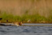 Rycyk, (Limosa limosa)