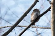 Sóweczka Glaucidium passerinum