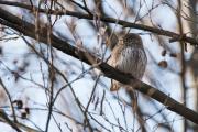 Sóweczka Glaucidium passerinum