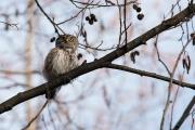 Sóweczka Glaucidium passerinum
