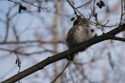 Sóweczka Glaucidium passerinum