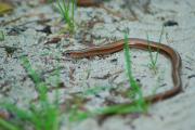 Padalec zwyczajny (Anguis fragilis)