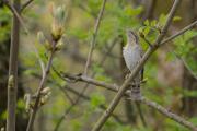 Fotografia przyrodnicza, Roztocze środkowe, Krętogłów_Jynx torquilla